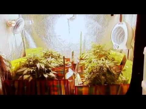 Belgium: Quasi-legal cannabis plantations