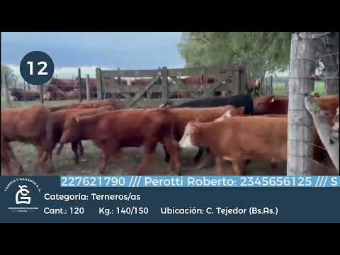 Lote M Y H - Lincoln Bs As