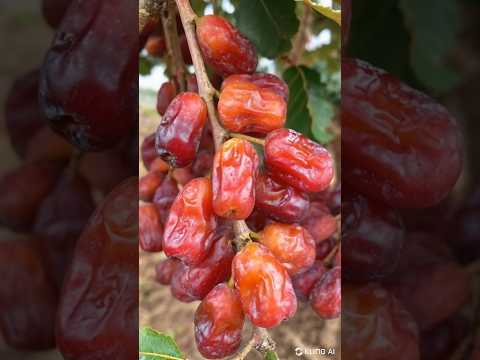 Dates trees #youtube #agriculture #saudiarabia