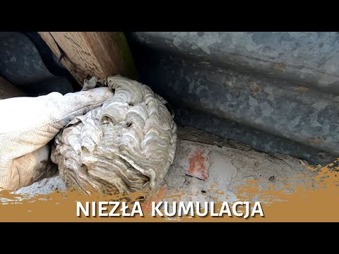 Nice accumulation - removing insect nests - wasp and hornet nests