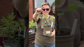 Download lagu How to pinch out your dahlias - get more flowers mp3 Download lagu How to pinch out your dahlias - get more flowers mp3