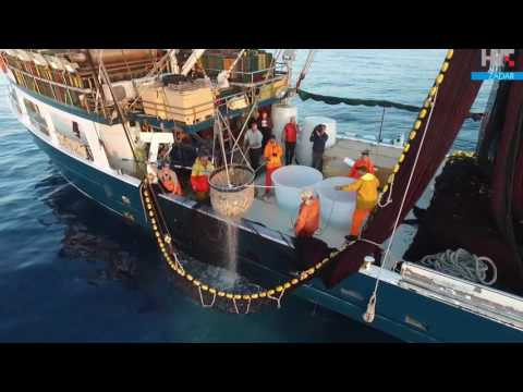 Kaljski ribari u akciji