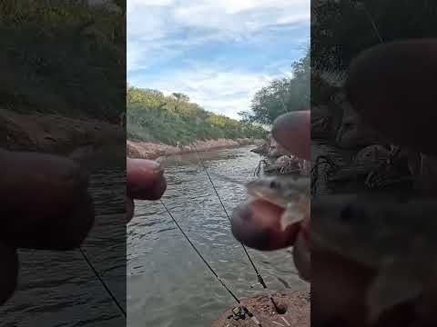 Pesca y Cocina en LOS PUESTOS, Bagres y Asado #pesca #fishing #argentina #fish #tucuman