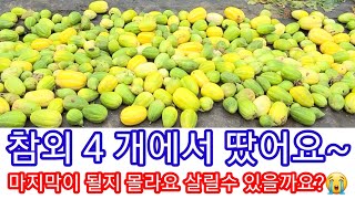 참외 4개에서 땄어요 근데 마지막이 될수도 있어요 ㅠㅠ