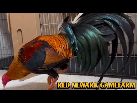 Yellow Leg Hatch Grey Asil - RED NEWARK FARM