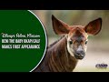 Beni The Baby Okapi Calf Makes First Appearance At Disney S Animal Kingdom Lodge