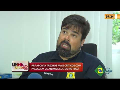 LINHA DE FOGO 27 01 2020 PRF APONTA TRECHOS MAIS CRíTICOS COM PASSAGEM DE ANIMAIS SOLTOS NO PIAUí