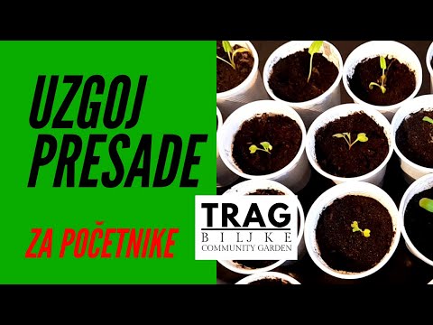 GROWING OF TRANSPLANTS FOR BEGINNERS