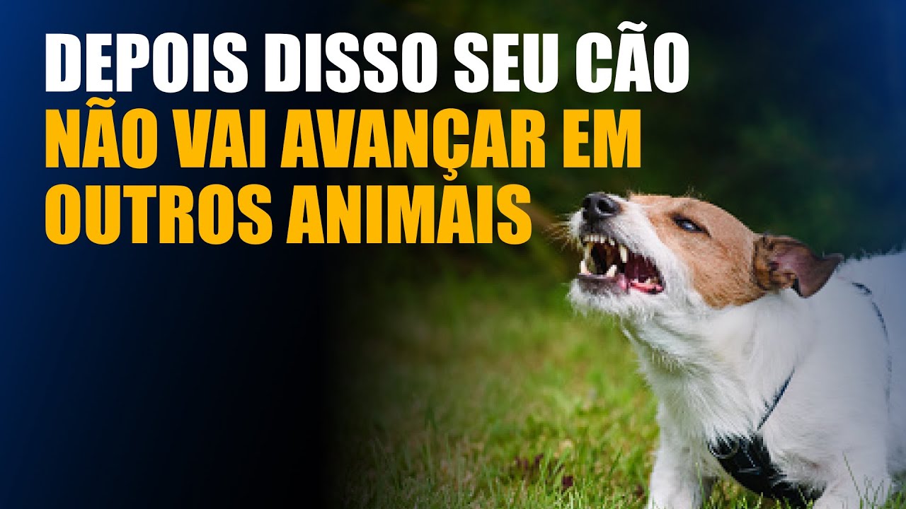 É ASSIM QUE SEU CÃO VAI PARAR DE AVANÇAR EM OUTROS ANIMAIS E SER OBEDIENTE POR TODA VIDA
