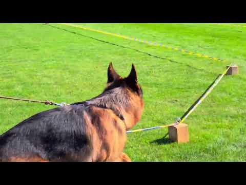 Schiwago Bad Boll VA8 2023 bszs