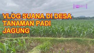 Download lagu Vlog#desa Pemandangan yang Asri Di Kampung mp3