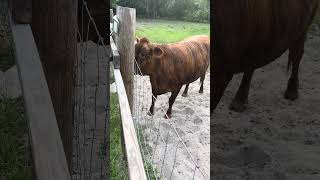 Sofia getting some one on one time #cow #farming #farmlife #shorts