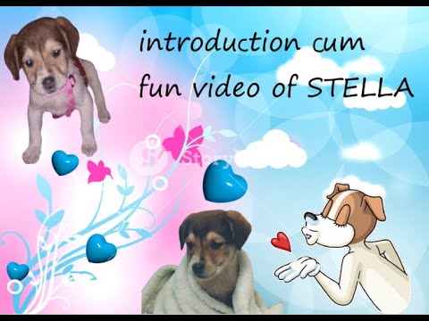 AN INTRODUCTION CUM FUN VIDEO ABOUT STELLA, my dog #fight with mist #pointer