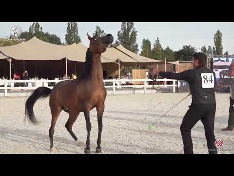 N.84 PRIMERA - European Championship 2020 - Prague - Mares 10+ Years Old (Class 10)