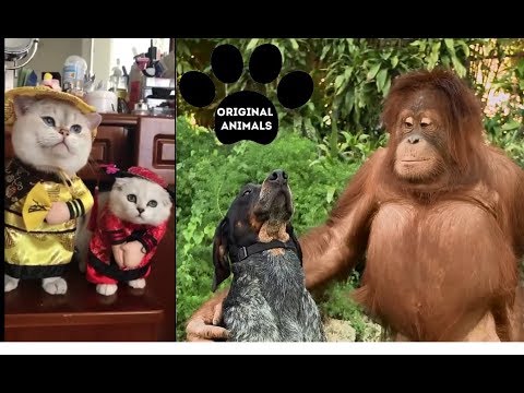 Original Animals #16. CUTE AND FUNNY ANIMALS VIDEO/ МИЛЫЕ И СМЕШНЫЕ ЖИВОТНЫЕ.