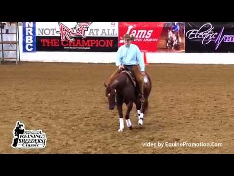 Gunners Tinseltown ridden by Sam Schaffhauser  2015 NRBC Open Classic Prelims