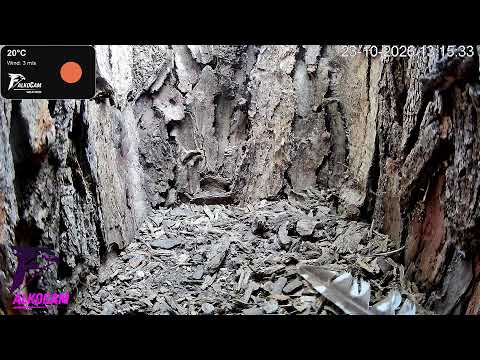 Vista en directo de la webcam Nido de Autillo en Roma