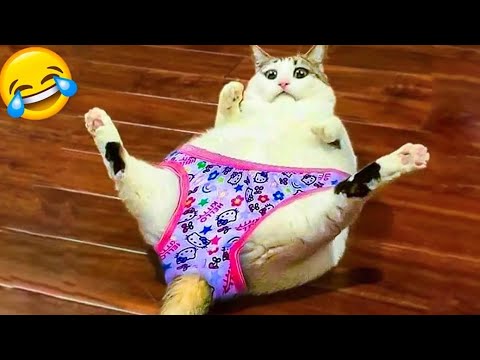 Funny moments 😄 Dorel 😄 Try not to laugh 😄 Die laughing 😄 Funny cats 😄 Read the description