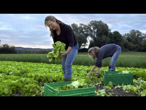 Der Bodensee und seine Menschen - Folge 13: Reichenau: Geschichte und Gemüse