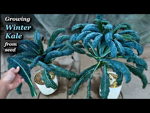Growing Winter Kale from Seed to Harvest in Containers & Bags – Step by Step