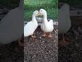 Duck sound ( Pekin duck )