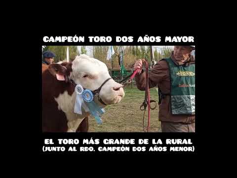Videos y fotos de la 36°Exposición rural de Toros Hereford de Sarmiento Chubut