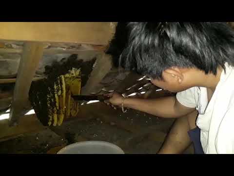 ucuy-dunia-terbalik-panen-madu