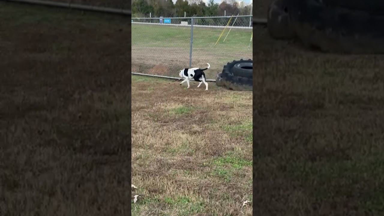 Enlarge Gordos, a Adoptable Mixed Breed in Chattanooga, TN video 6/6