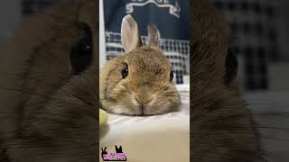もっちりお顔🐇