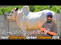 Fatehjangi Bulls For Bakra Eid Hanif Cattle Farm Qurbani Collection 2026 Bhatta Chowk Update