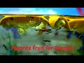 How Guppies Eat Malta Best Fruit For Guppies Homemade Guppy Food
