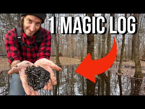 SO Many Salamanders! Finding TONS of Spotted Salamanders and Mysterious Creatures in the Swamp!