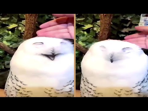 Cute Snow Owl Really Loves Petting