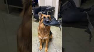 German Shepherd Hears This When I Say Don’t Eat My Shoes!