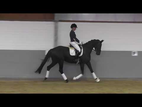 Weidenhof-Verkaufspferd: "Lotta-Live in Passion" 4j. Rappstute v. Londontime