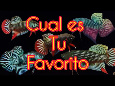 PEZ BETTA Salvaje FABRICADORES DE NIDO EN BETTACLUBARGENTINA 2022