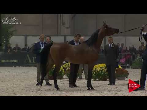 N.41 FEUER JADE - Gran Prix Fieracavalli 2017 - 4 Years Old and Older Stallions (Class H)