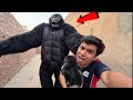 Big Gorilla Picha Lag Gea