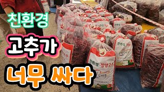 친환경 고추 싸게 파는곳 ^^  청양 고추 축제