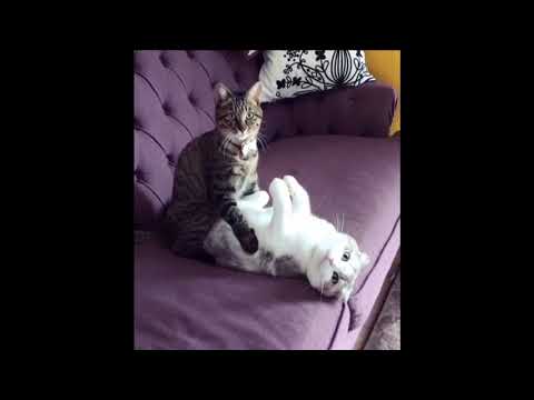 FUNNY CATS 😻😹😻