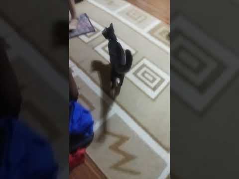 #everyone #hashtag #cat #fbreels #fbreelsvideo #ang makulit na pusa...