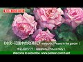 《水彩 花園中的玫瑰花》黃永暢水彩示範 （music）watercolor roses in the garden｜水彩 庭のバラ｜акварель Розы в саду｜ 黃永暢