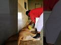Badshah With African Lioness Jani Tiger Badshah Animaldog Dog Badboyshah Dogbreeds Animal