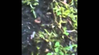 Creature walks into neighbor's yard