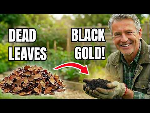 I Turned Last Year’s Dead Leaves Into Black Gold Just In Time For Spring!