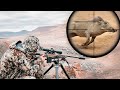 Hunting Warthogs In Africa Animals Of Opportunity