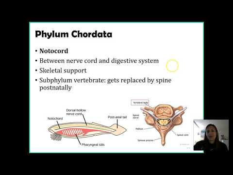 Phylum Chordata