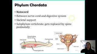 Phylum Chordata