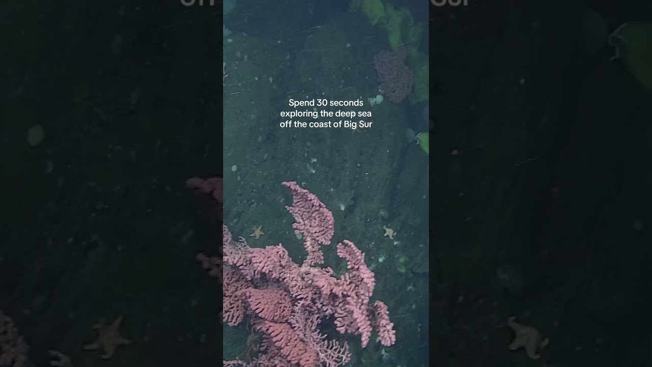 Explore Sur Ridge with us 🪸