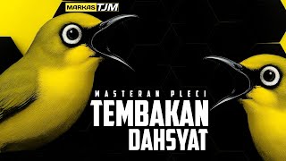 Download lagu 🔴  LIVE Masteran Pleci Tembakan witwit mantenan dahsyat untuk bahan dan gaco mp3